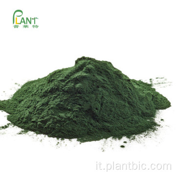 Polvere di Spirulina pura di grado alimentare biologico